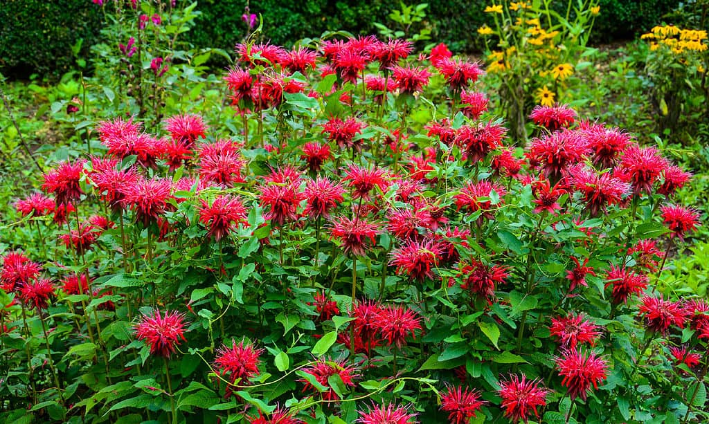 Monarda didyma (Monarda scarlatta)