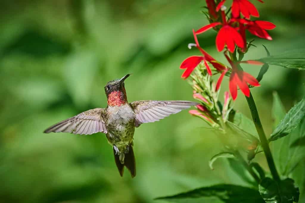 Maschio adulto di colibrì gola di rubino (rchilochus colubris) che si nutre di un fiore cardinale (Lobelia cardinalis).