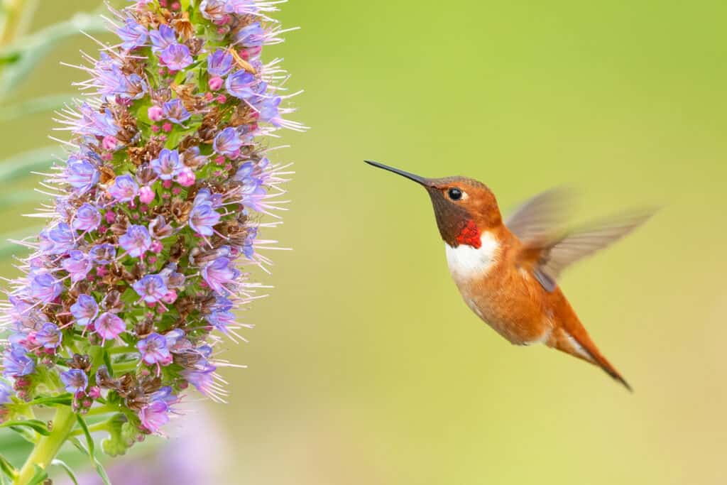 Colibrì rossiccio che beve il nettare