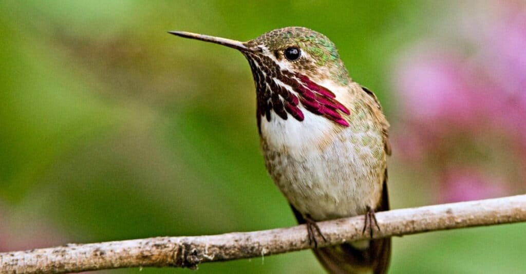 Uccelli più piccoli: colibrì Calliope