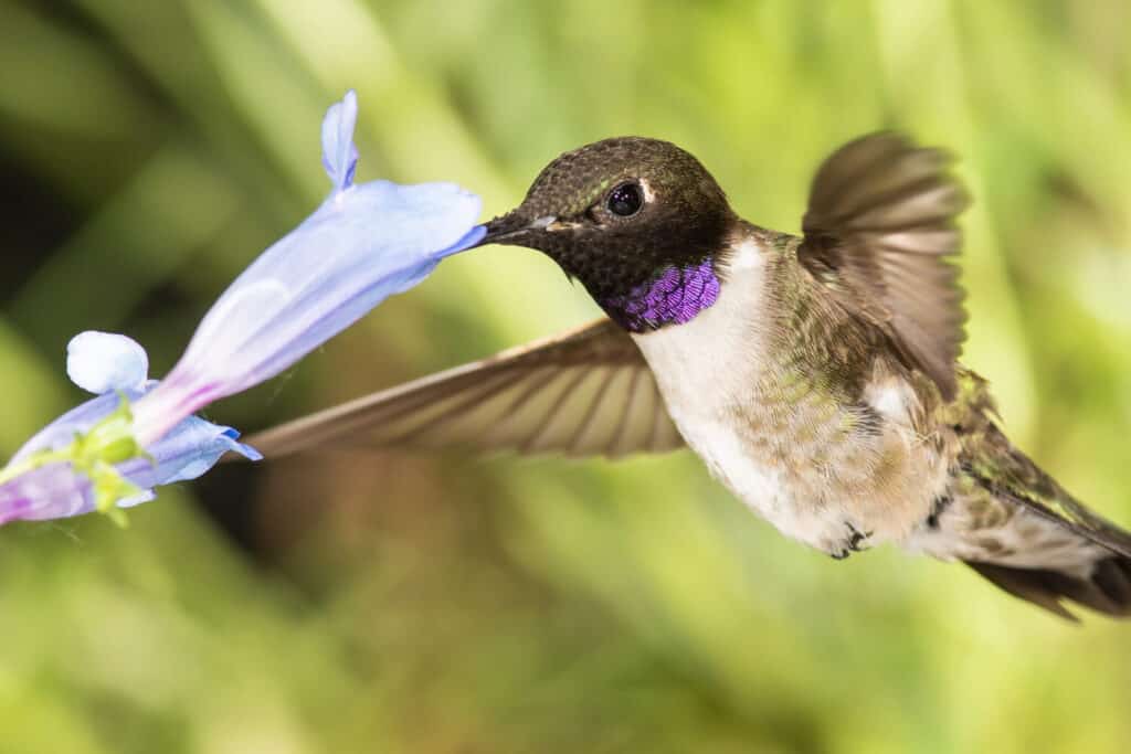 Colibrì dal mento nero alla ricerca del nettare tra i fiori blu