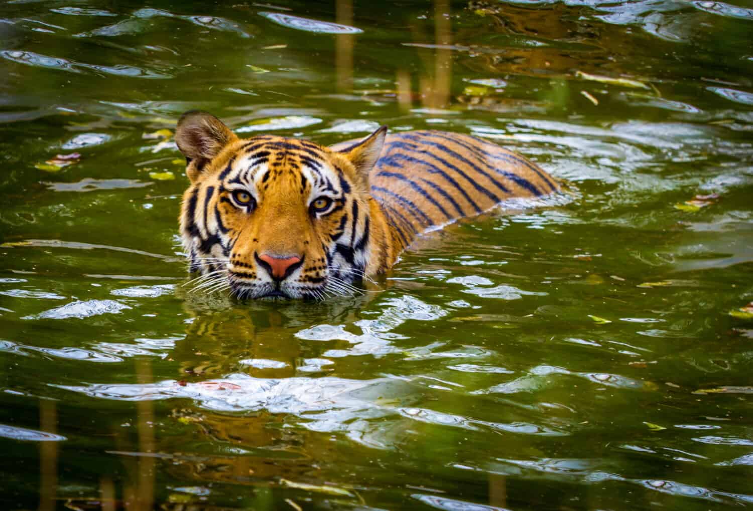 Tigre che nuota in un parco nazionale in India. Questi tesori nazionali sono ora protetti, ma a causa della crescita urbana non potranno mai più vagare per l'India come facevano prima. 