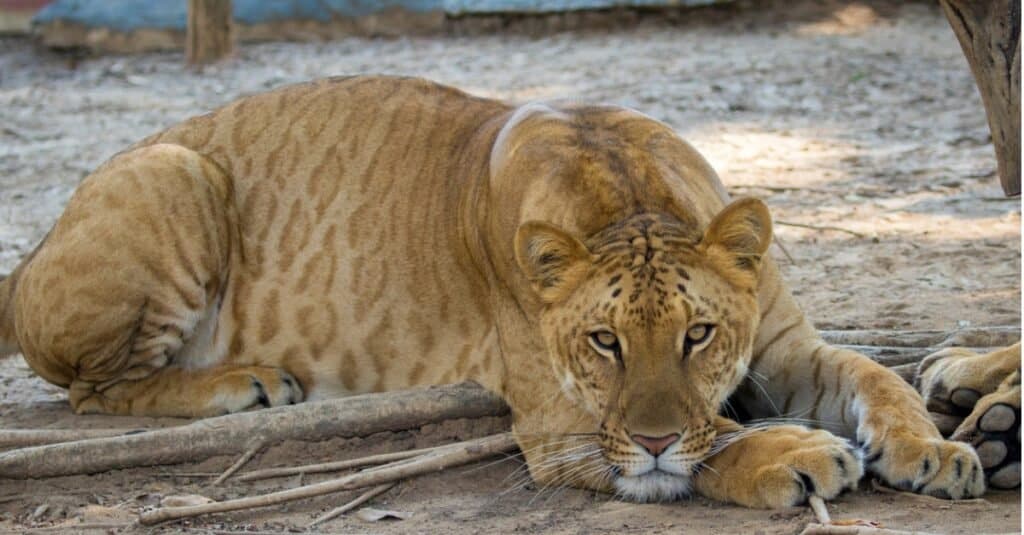 I gatti più forti - Liger