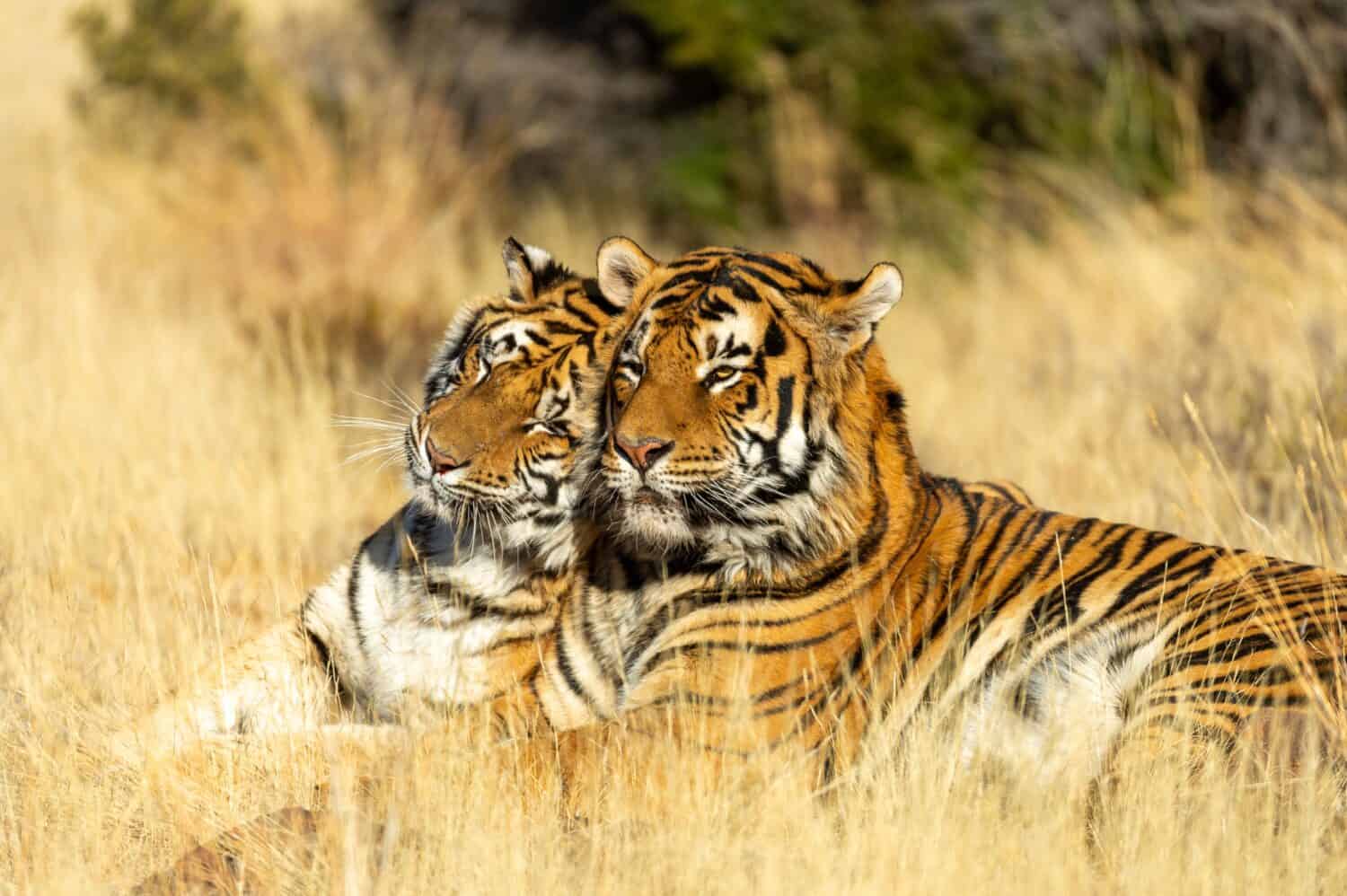 la tigre accarezza il maschio della tigre