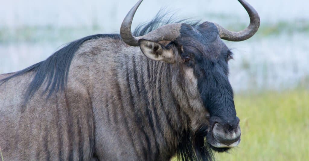 Migrazione degli animali - gnu