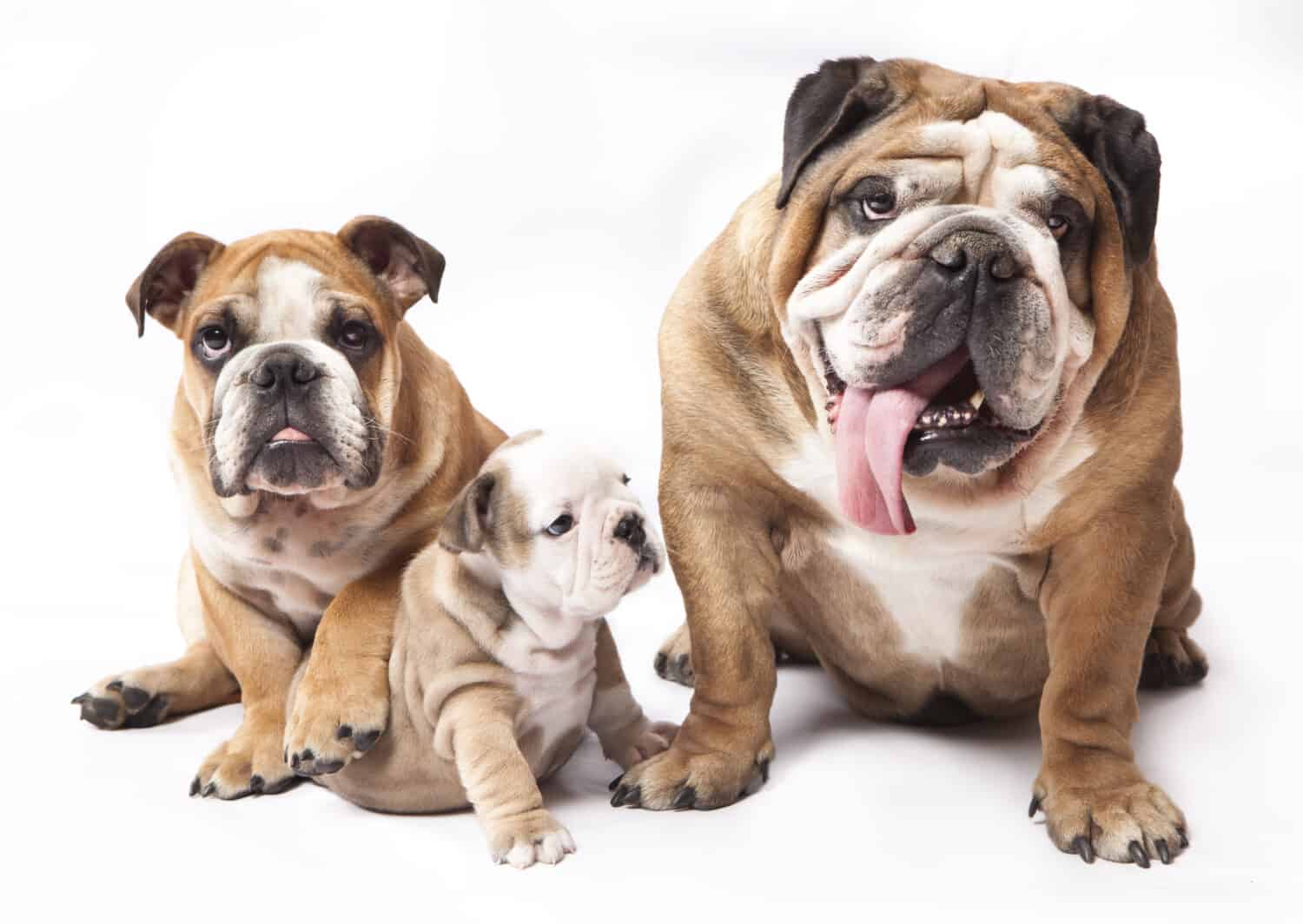 cucciolo di bulldog inglese e cane adulto