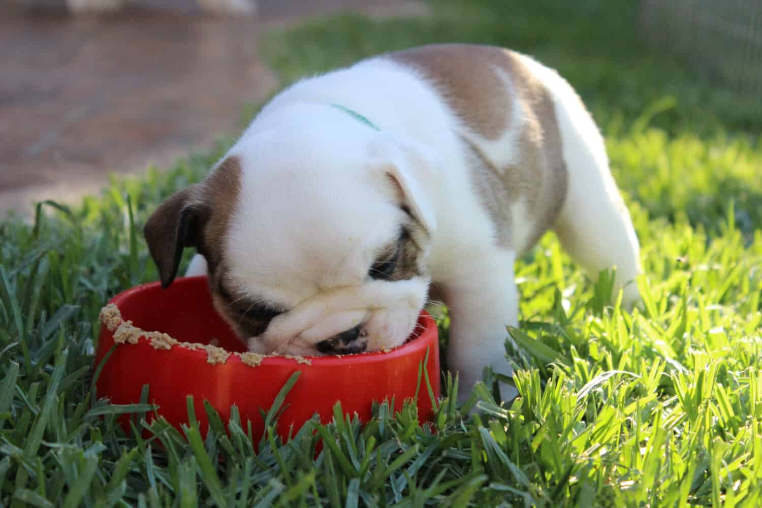 Bulldog inglese che mangia fuori in una ciotola rossa