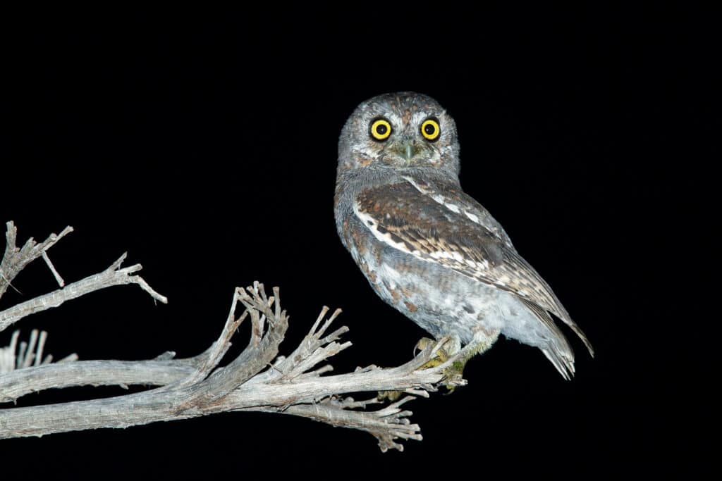 L'immagine è una fotografia scattata di notte con un flash. Il gufo elfo è appollaiato all'estremità di un ramo nudo, a destra dell'inquadratura centrale. L'uccello è posizionato rivolto verso sinistra, anche se la sua testa è rivolta verso la macchina fotografica. è grigio e marrone, con un'ala sinistra più scura, che è l'unica ala visibile nell'inquadratura. Gli occhi del gufo sono grandi e rotondi con iridi gialle e pupille nere.