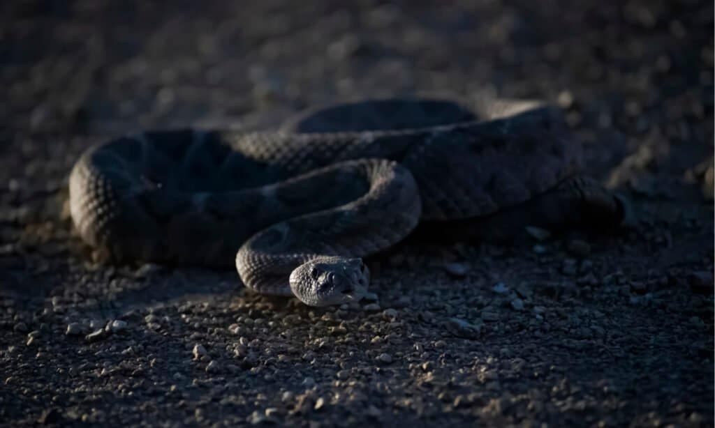 Serpente a sonagli di notte