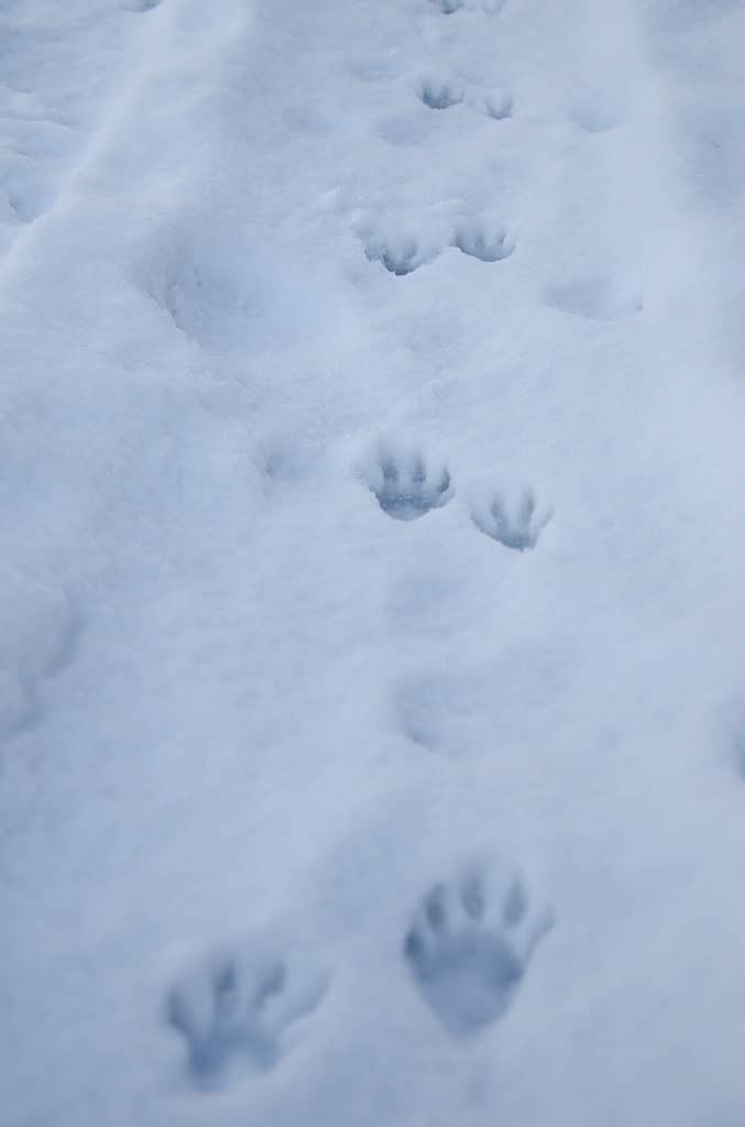 Tracce di procione nella neve