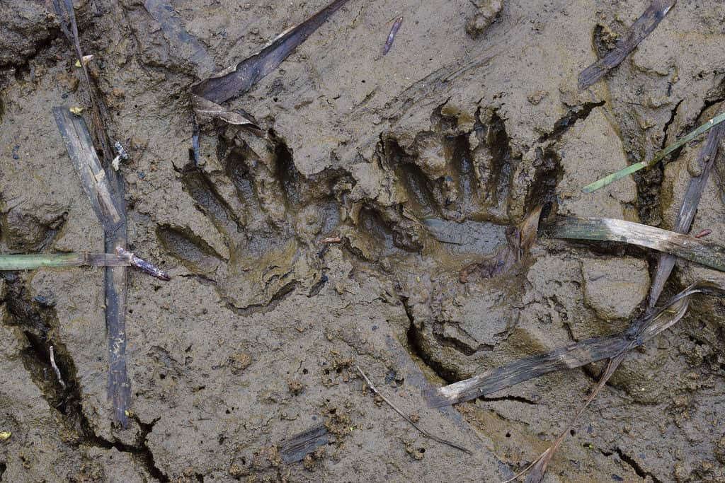 Tracce di procione nel fango