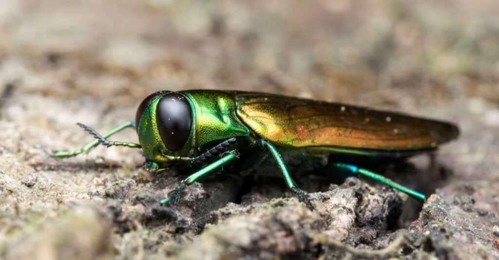 Tipi di coleotteri - Agrilus planipennis