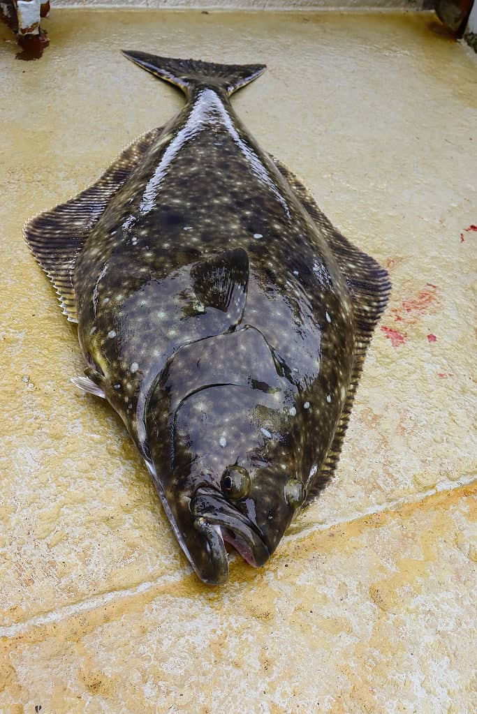 Halibut sul ponte di una barca