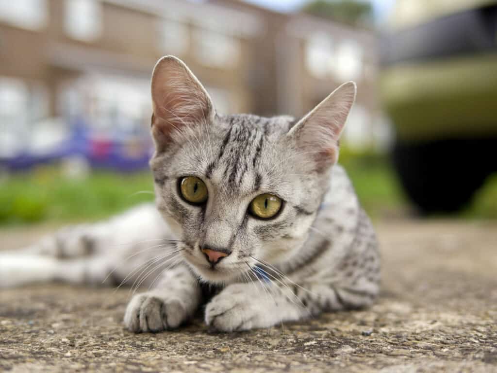 Gatto Mau egiziano sdraiato a terra