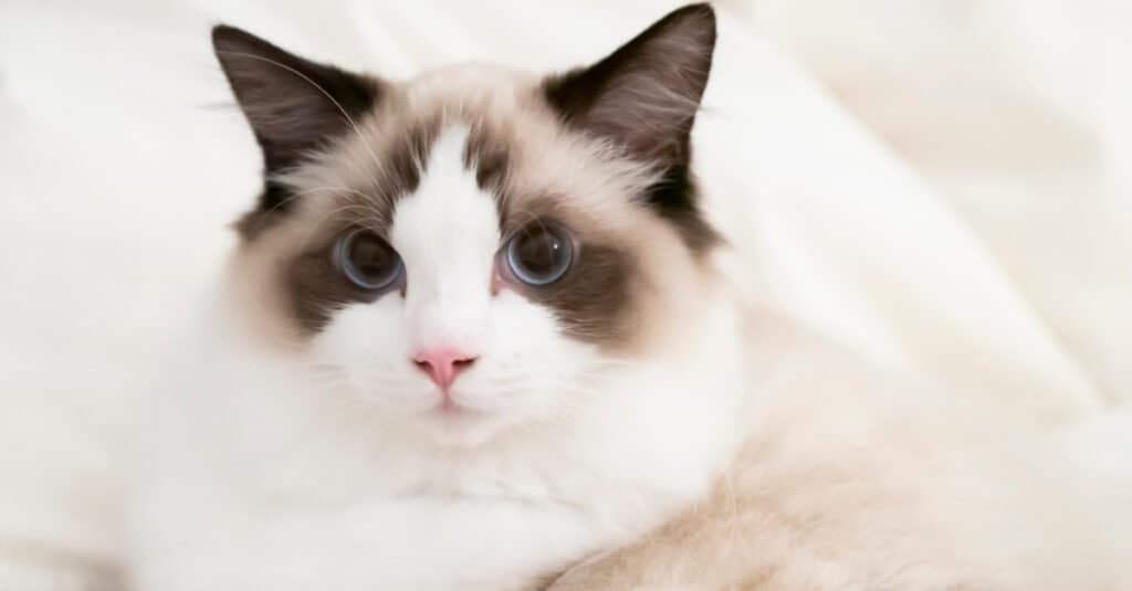 gatto Ragdoll bicolore cioccolato sdraiato