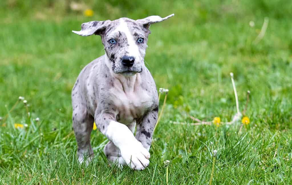 Cucciolo di Alano con gli occhi azzurri