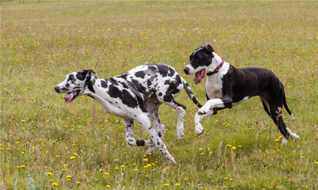 Cibo per cani al salmone Gentle Giants