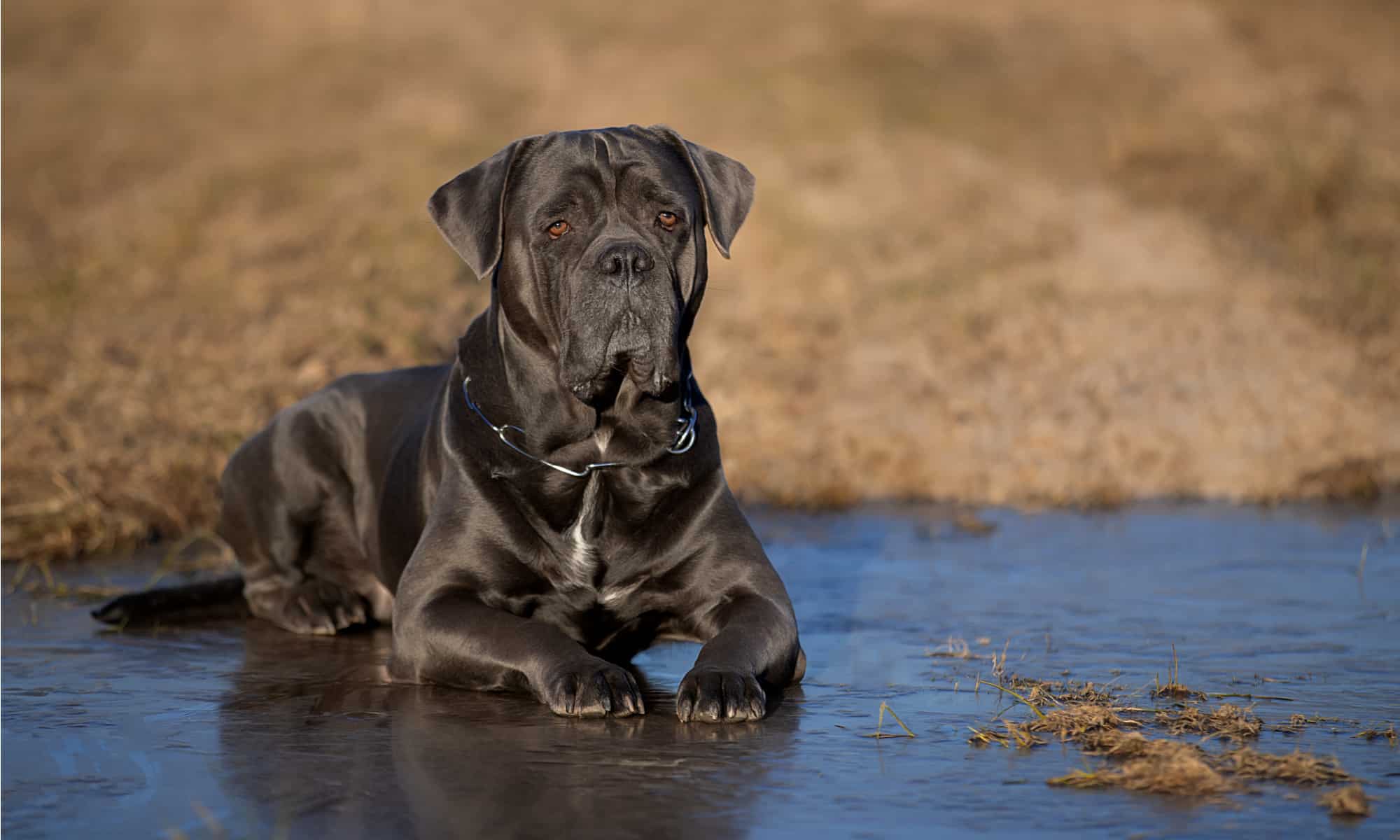 cibo per cani per cane corso