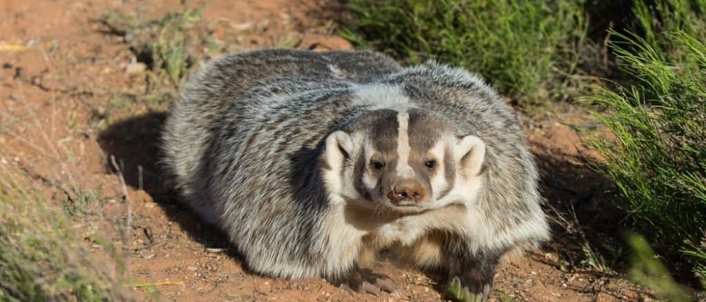 Animali nel Wisconsin