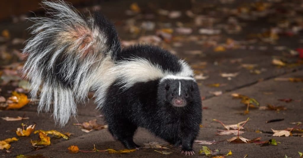 Moffetta striata (Mephitis mephitis) su un sentiero