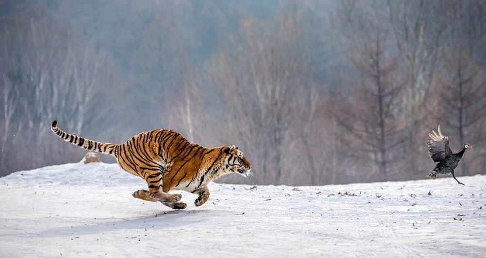 Tigre siberiana che insegue un uccello