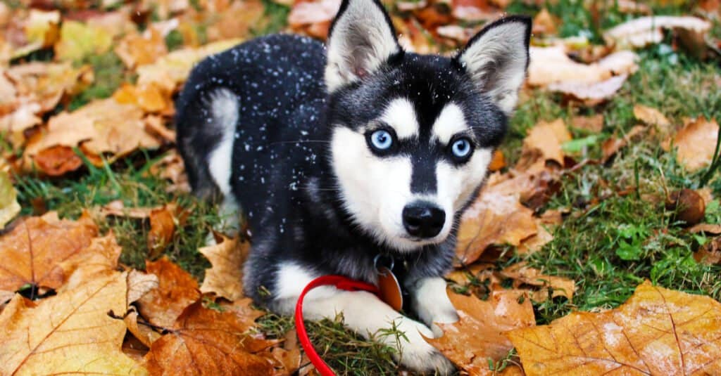 Alaskan Klee Kai contro il Siberian Husky