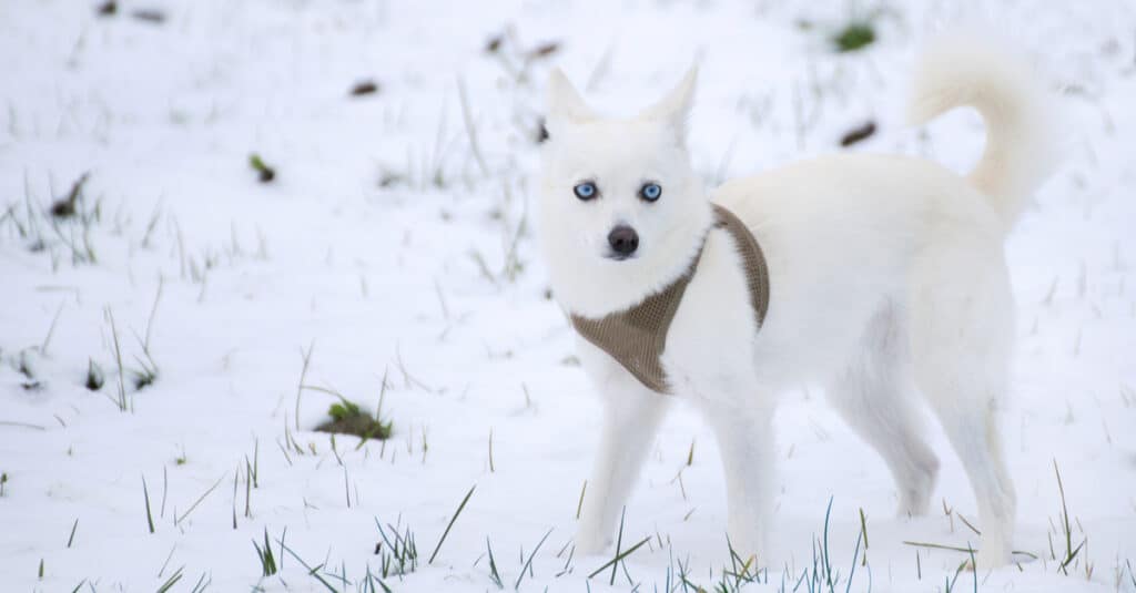 Alaskan Klee Kai contro il Siberian Husky