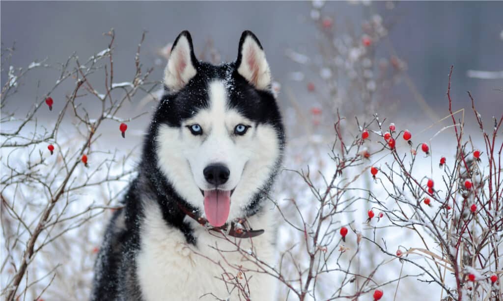 Alaskan Klee Kai contro il Siberian Husky