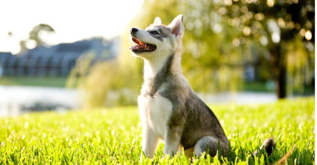 Alaskan Klee Kai contro il Siberian Husky