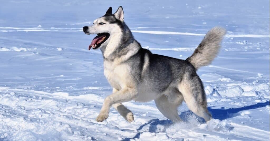 Alaskan Klee Kai contro il Siberian Husky