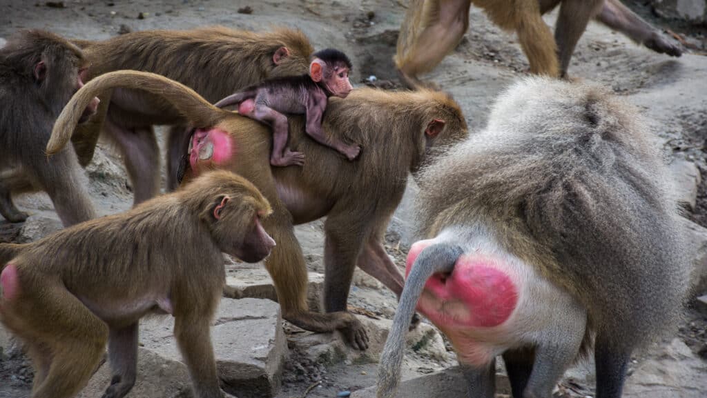 Un gruppo di babbuini in uno zoo