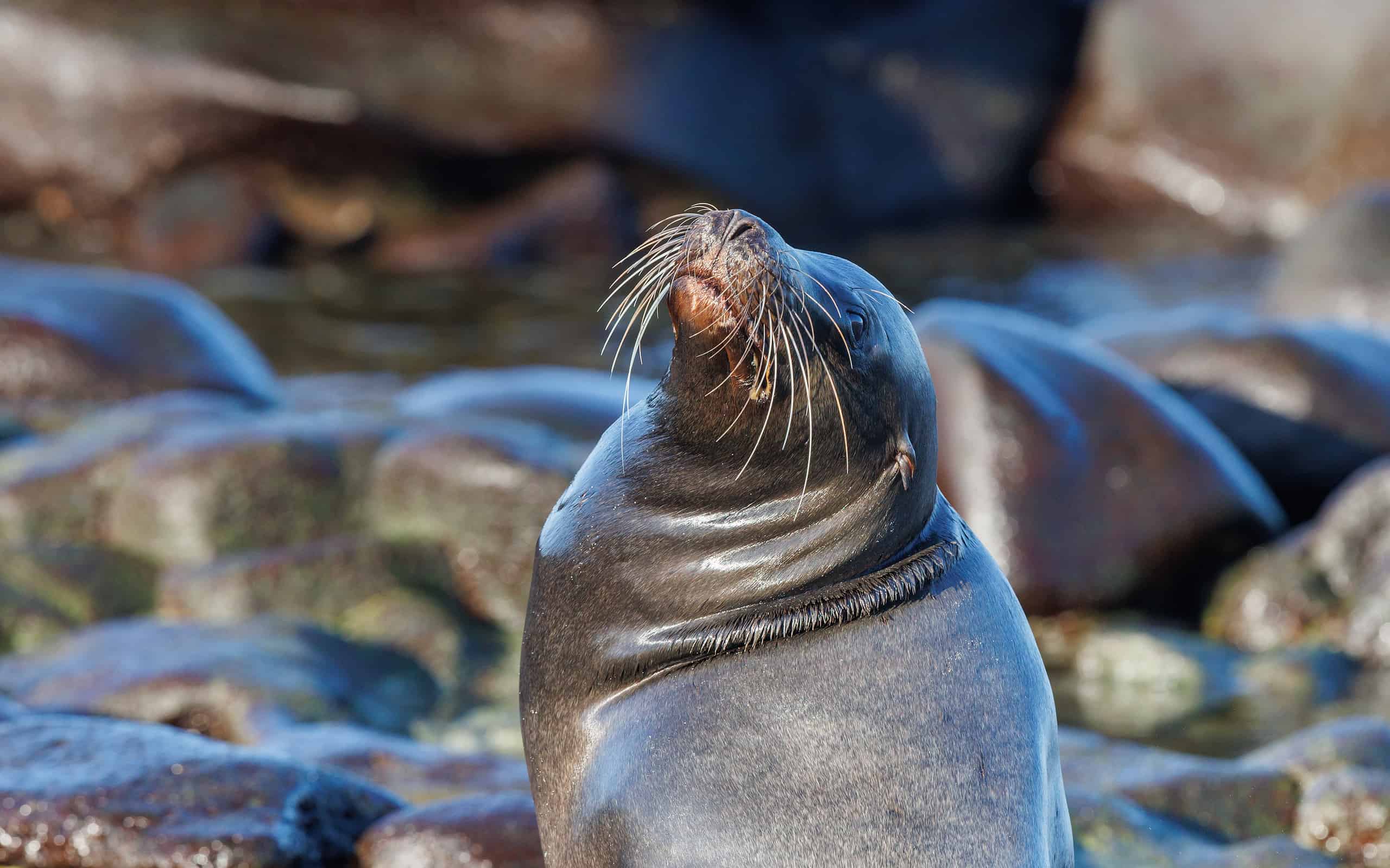 primo piano Leone marino delle Galapagos (Zalophus wollebaeki) in pietre nere: uno degli affascinanti animali delle Isole Galapagos