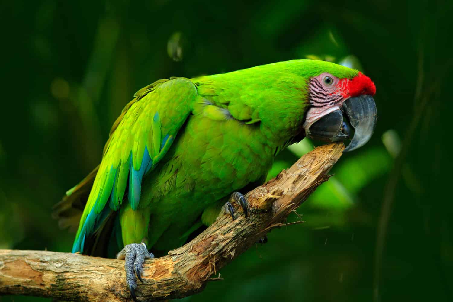 Pappagallo verde Ara macao verde, Ara ambigua. Uccello selvatico raro nell'habitat naturale, seduto sul ramo in Costa Rica.