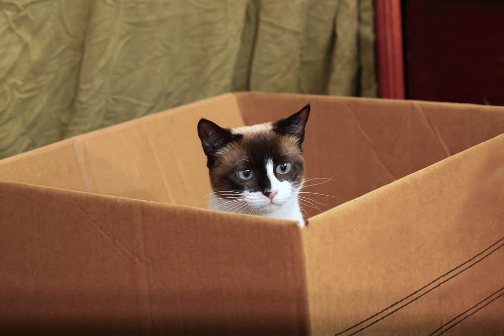 Gatto con le racchette da neve che gioca all'interno di una scatola di cartone