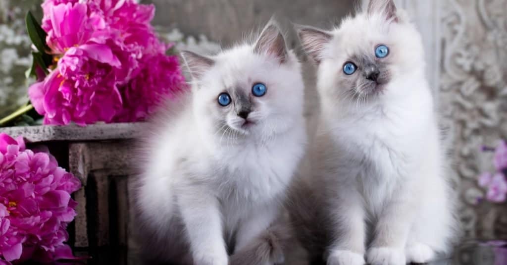 Piccoli gattini Ragdoll blue point