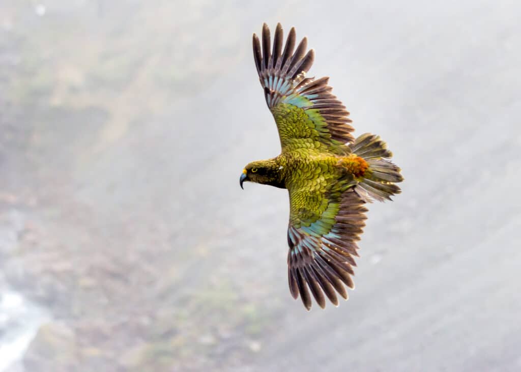 Kea uccello in volo