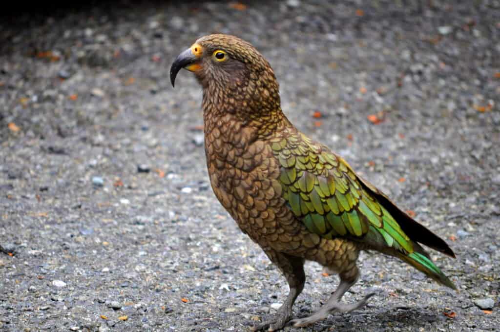 Un Kea su una strada in Nuova Zelanda