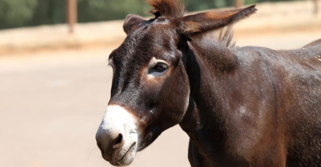 Animali eletti alla carica: membro del comitato Boston Curtis the Mule