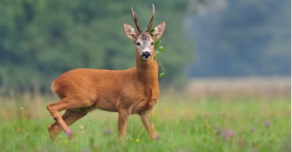 Capriolo con erbacce attorno alle corna.