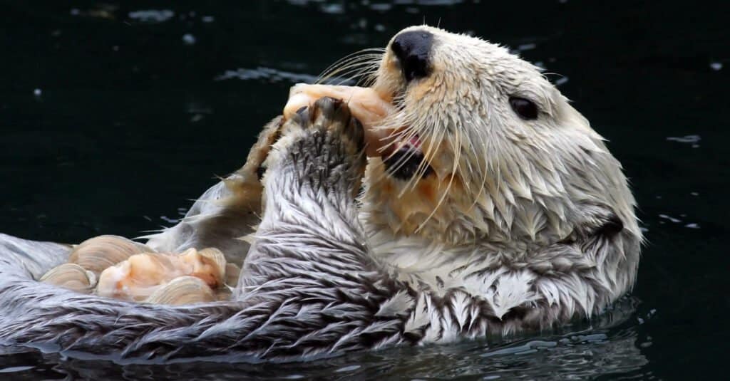 lontra di fiume contro lontra marina