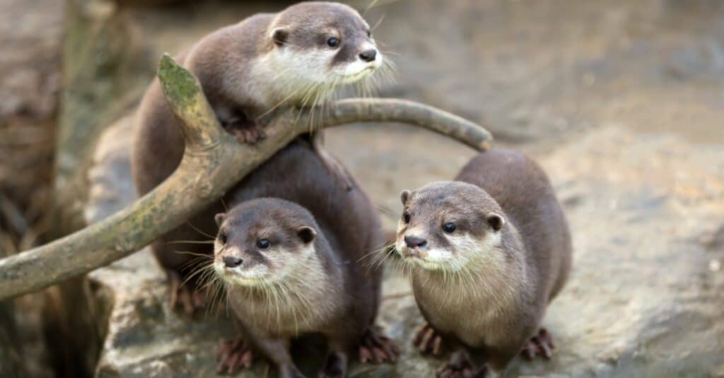 lontra di fiume contro lontra marina