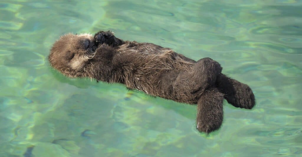 lontra di fiume contro lontra marina