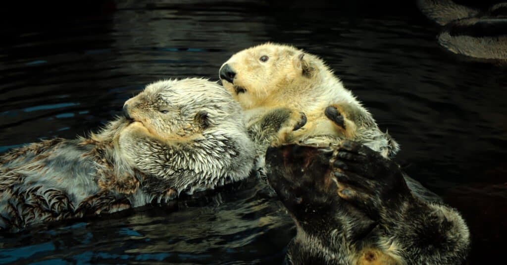 lontra di fiume contro lontra marina