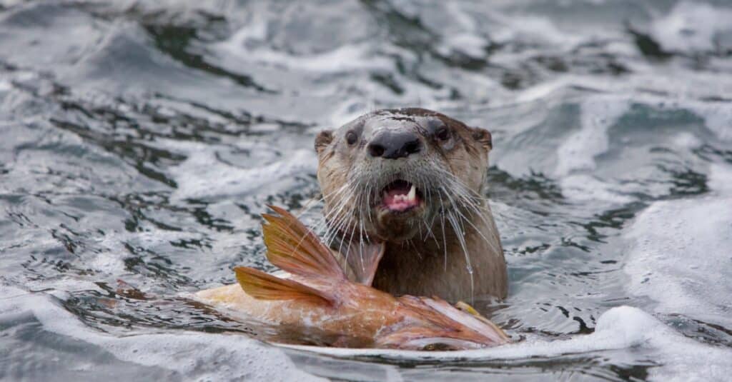 lontra di fiume contro lontra marina