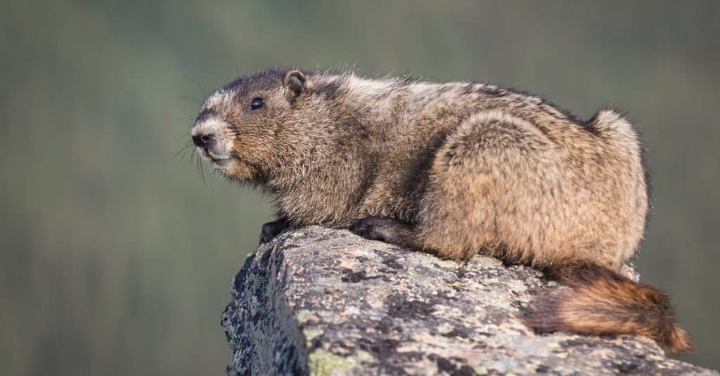 Gli scoiattoli più grandi sono la marmotta olimpica