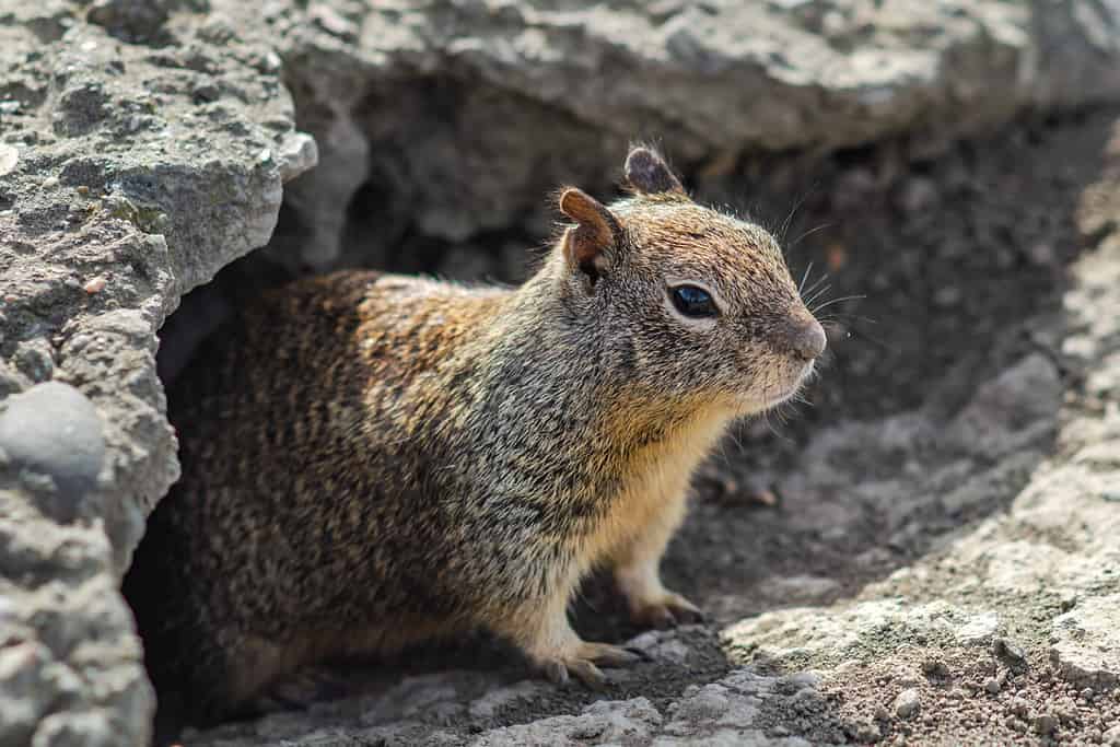 Scoiattolo di terra della California (Spermophilus beecheyi) nel Central Park, Fremont