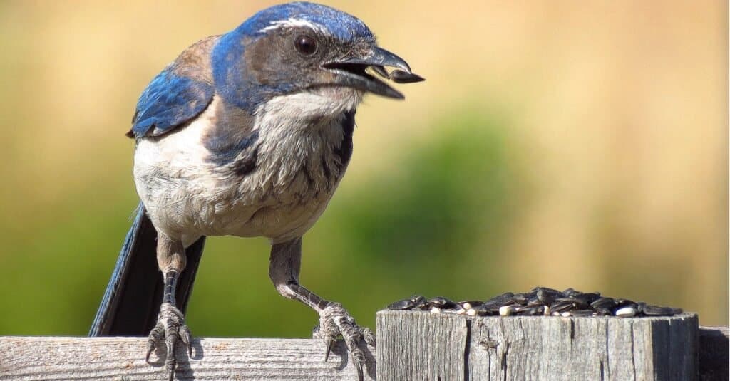 Ghiandaia occidentale che mangia su un palo