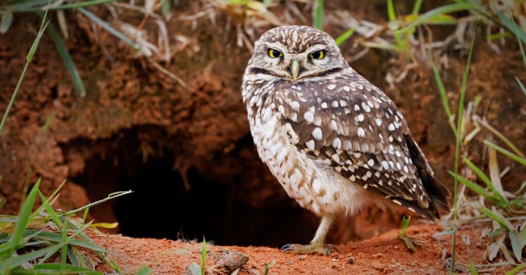 Animali che fanno la muta - Gufo delle tane