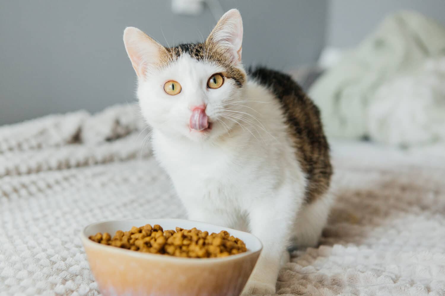 Il gatto mangia cibo secco da una grande ciotola