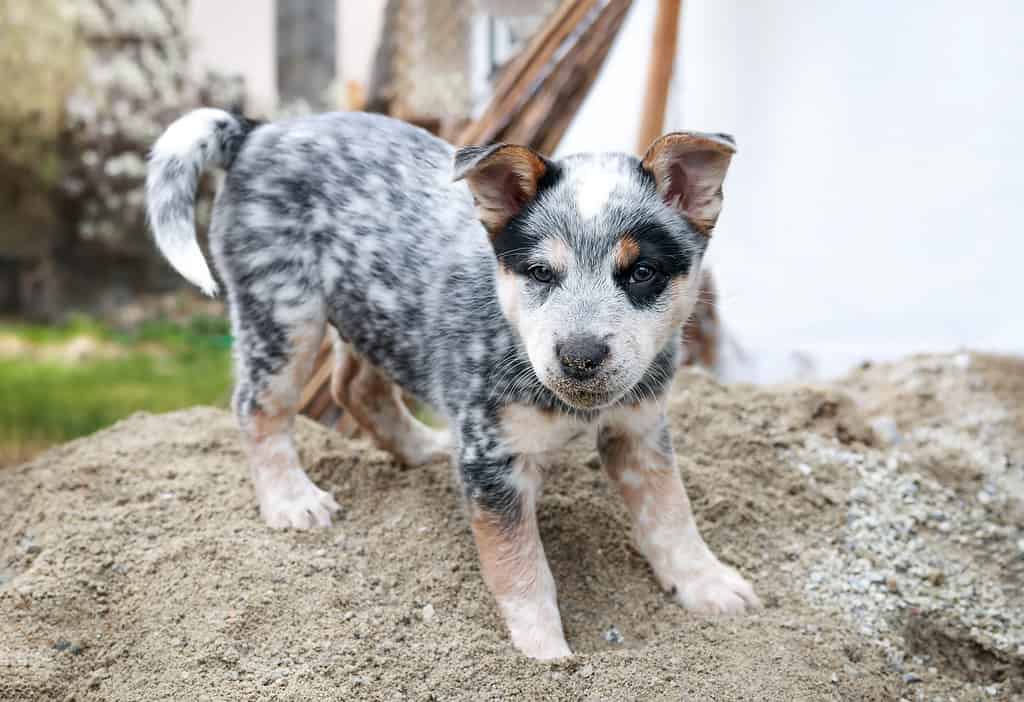 Cucciolo in piedi sul mucchio di sabbia mentre guarda la telecamera.